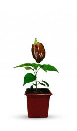 Plant de piment Habanero chocolat BIO
